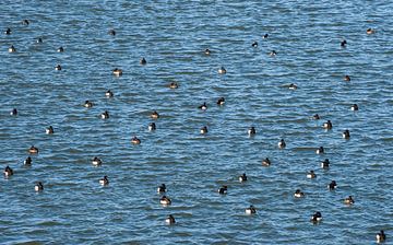 A Flock of waterbirds