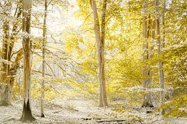 Forest like a fairy tale.