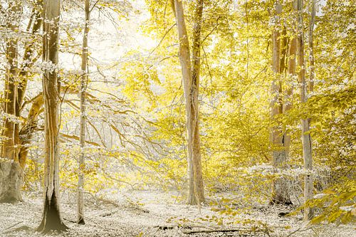 Bos als een sprookje.