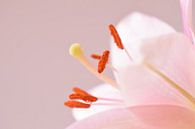 Roze lelie  van Manon Sloetjes thumbnail