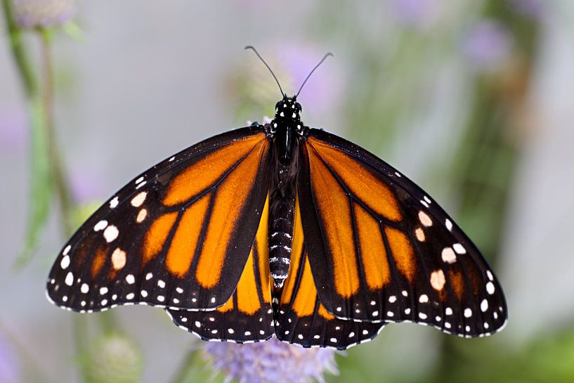 monarchvlinder op een bloem par W J Kok