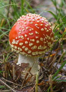 paddenstoel Rood met witte stippen van Arie Jan van Termeij