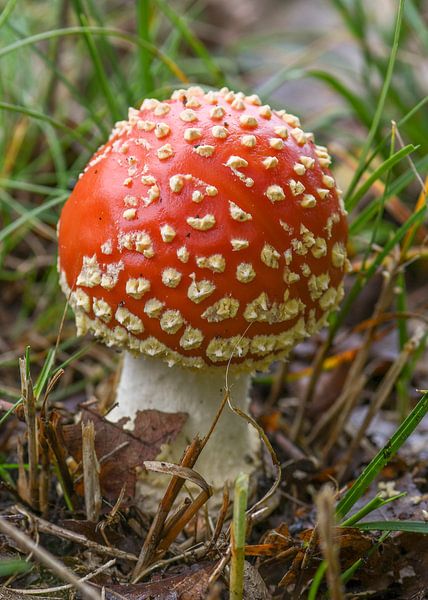 Mushroom Red with white dots by Arie Jan van Termeij