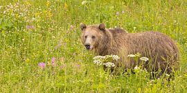 Grizzly mignon parmi des fleurs sur Kris Hermans