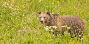 Schattige grizzly beer tussen de bloemen van Kris Hermans