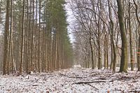 Sie sehen den Wald vor lauter Bäumen nicht