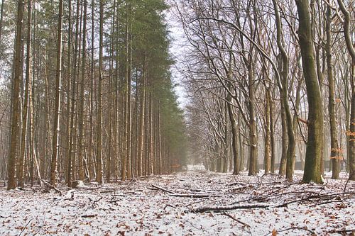 Door het bomen zie je het bos niet meer