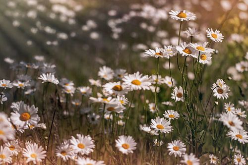 Margrietjes van Ina Bloemendal