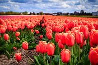 Nederlandse tulpen in bloei von Dutch Creator Miniaturansicht