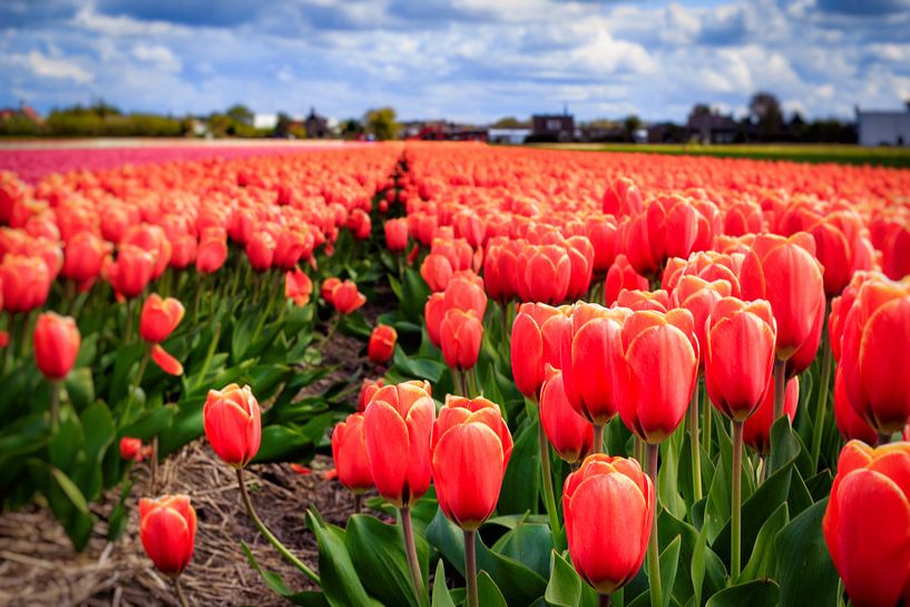 Nederlandse tulpen in bloei by Dutch Creator