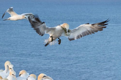 Basstölpel bereit zur Landung