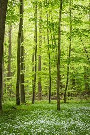 Frühling im grünen Wald von Tobias Luxberg
