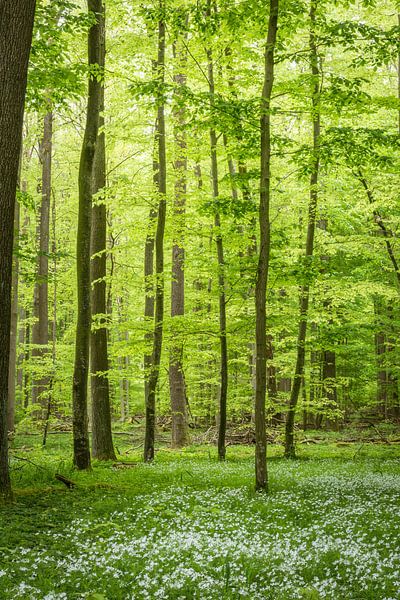 De lente in het groene bos van Tobias Luxberg