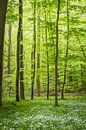 De lente in het groene bos van Tobias Luxberg thumbnail