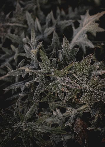 Frozen Green, Thistle