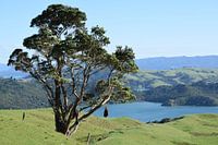 Natural landscape New Zealand