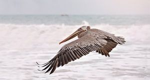 Pélican volant au dessus de la mer