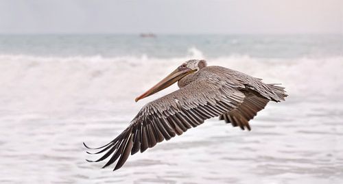 Pelikan fliegt über das Meer