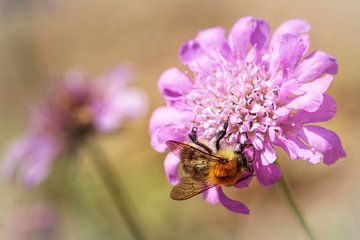 Bee on Doveweed by Rob Boon