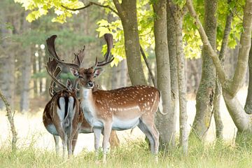 Fallow deer in the golden hour by Louise Poortvliet