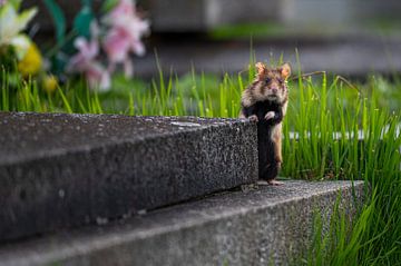 Curious Wheatwolf by Jeroen Arts