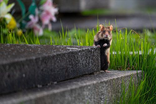 Nieuwsgierige Korenwolf