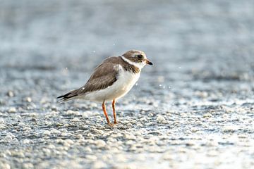 Ochtendgloren Aan de Waterkant - Elegante Strandloper - Amerikaanse Bontbekplevier van Femke Ketelaar