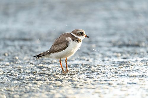 Ochtendgloren Aan de Waterkant Elegante Strandloper Amerikaanse Bontbekplevier vogel