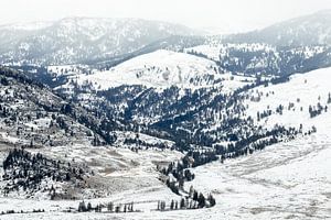 Winters landschap in Yellowstone van Sjaak den Breeje