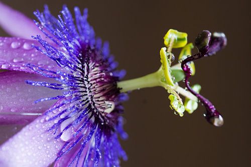 Passionsblume von Ingrid van Wolferen