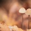 2 Mushrooms in warm pastel colours by Roosmarijn Bruijns