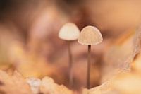 2 Paddenstoeltjes in warme pastel kleuren
