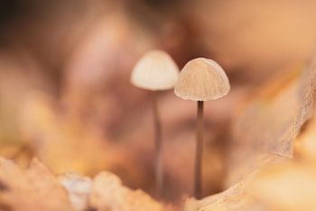 2 Champignons aux couleurs chaudes et pastel