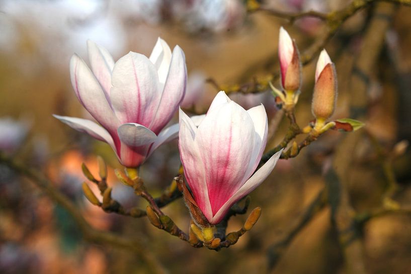 Magnolia flowers on tree branches , Bremen, Germany by Torsten Krüger