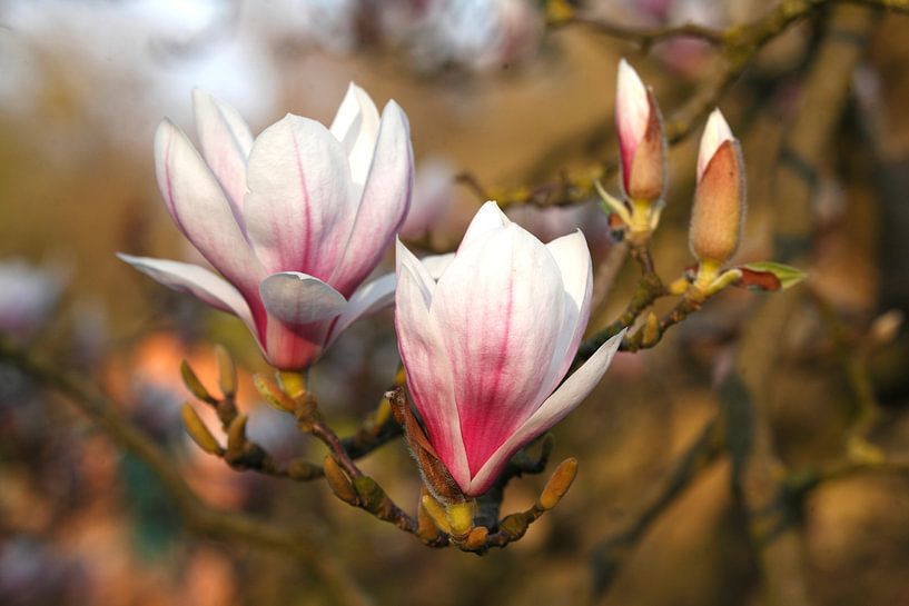 Magnolienblüten auf  Baumzweigen , Bremen, Deutschland von Torsten Krüger