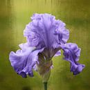 flower in blue van Yvonne Blokland thumbnail