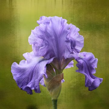 flower in blue van Yvonne Blokland