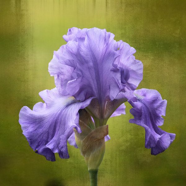 flower in blue von Yvonne Blokland