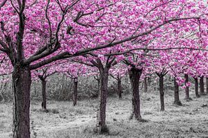 Cherry trees in perfect bloom