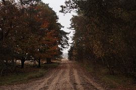 Herbst auf der Veluwe von I.A. Tomassen