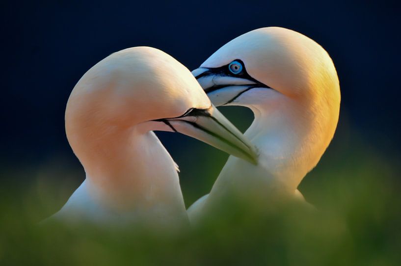 In love by Paul Hoogeveen