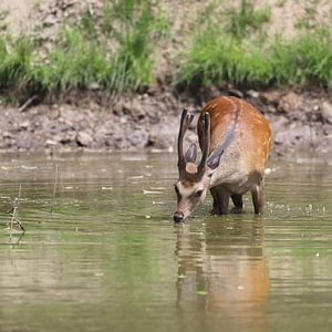 Drinking young deer