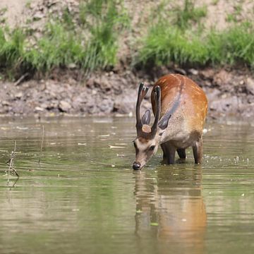 Drinking young deer by Heike Hultsch