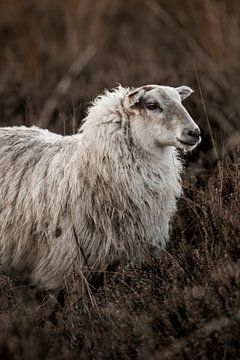 Rustiek Portret van een Sereen Schaap van Femke Ketelaar