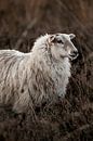 Rustic Portrait of a Serene Sheep by Femke Ketelaar thumbnail