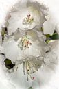White rhododendron blossom by Bob de Bruin thumbnail