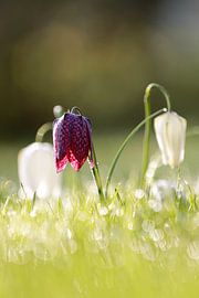 Kievitsbloemen met ochtenddauw en bokeh effect von Petra Kester