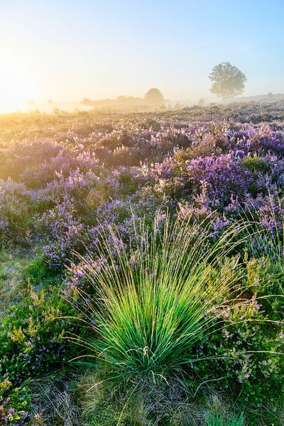 Lever de soleil sur un paysage de bruyère par Sjoerd van der Wal Photographie