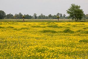 Gele bloemen van Jim van Iterson