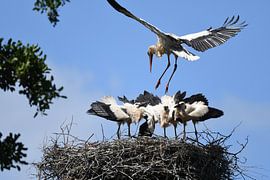 Storch von Hans Ammerlaan
